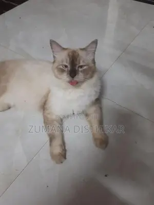 Himalayan Male Cat