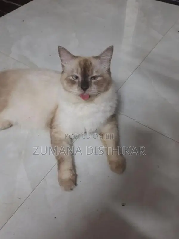 Himalayan Male Cat
