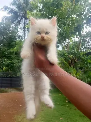 Pacian Cat
