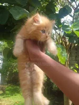 Pacian Cat