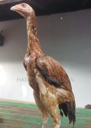 Aseel Long Tail Chicks