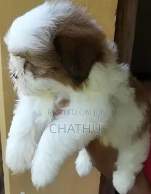 Shih Tzu Puppy