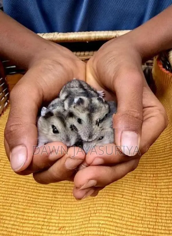 Hamster