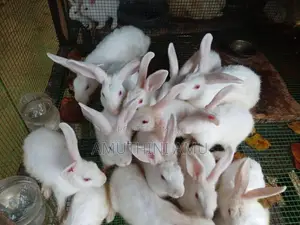 Rabbit