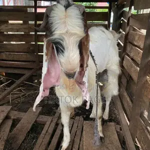 Male Goat