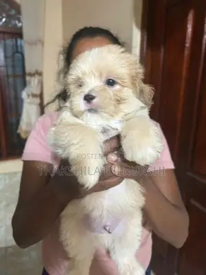 Shih Tzu Puppies