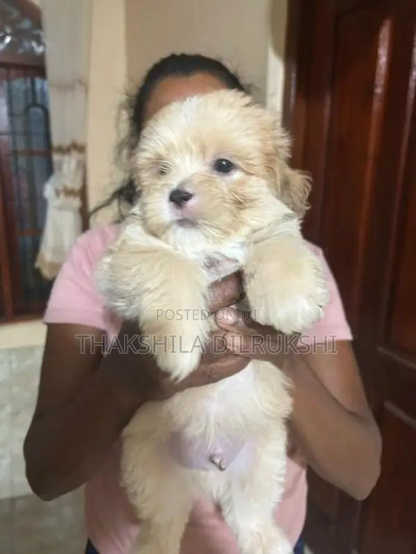 Shih Tzu Puppies