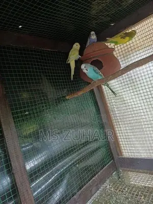Love Birds