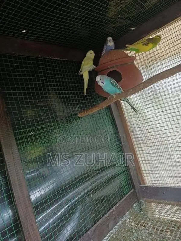 Love Birds