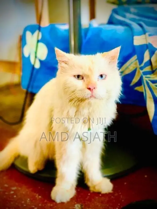 Persian Cat