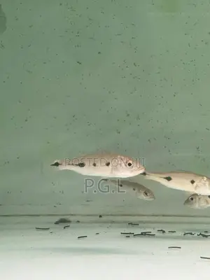 Orinoco Peacock Bass