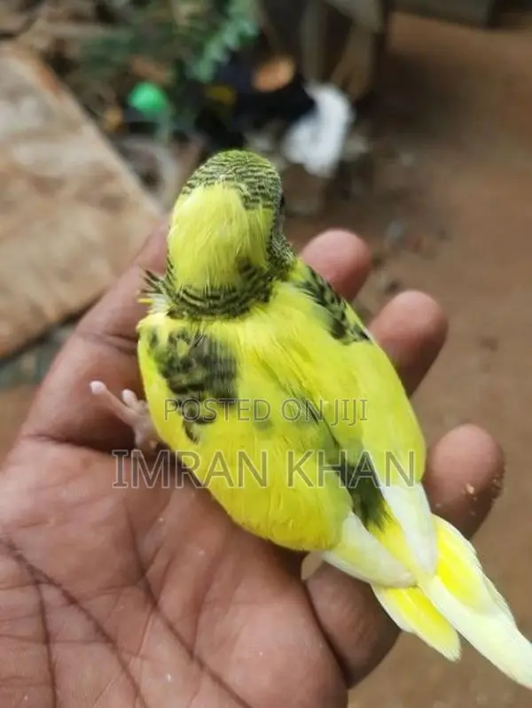 Love Bird