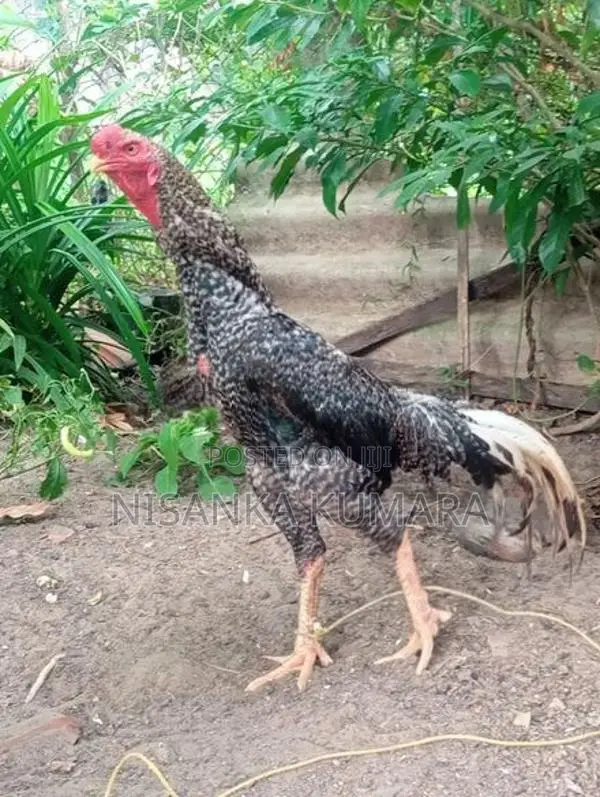 Aseel Rooster