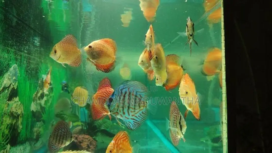 Discuss Fish