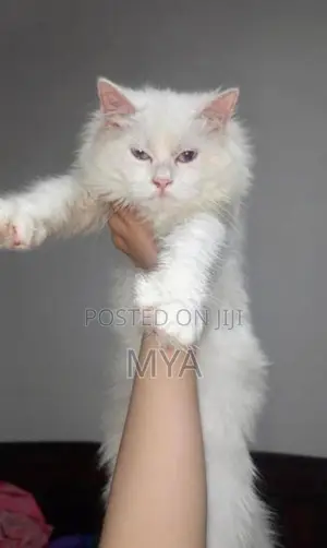 Persian Cat