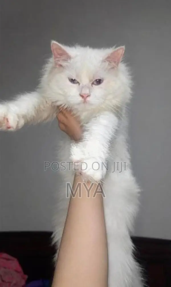 Persian Cat
