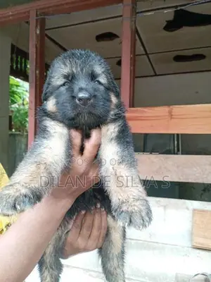 German Shepherd Puppies