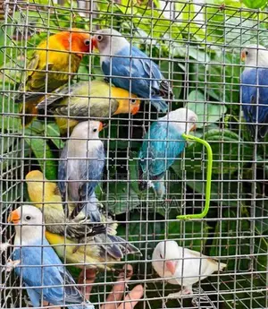 African Love Birds