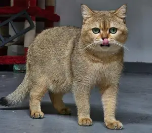 British shorthair for crossing
