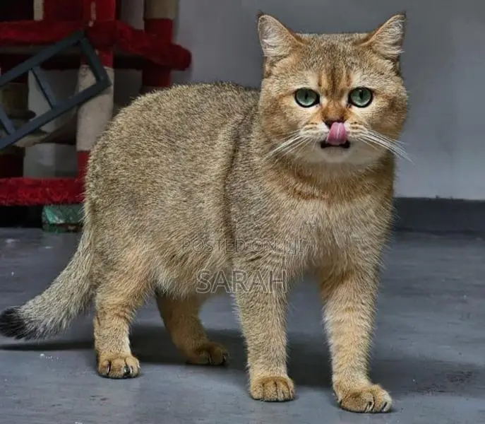 British shorthair for crossing