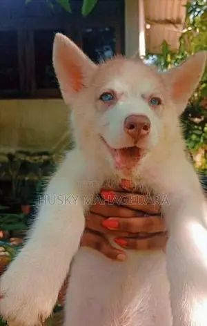 Husky Puppies