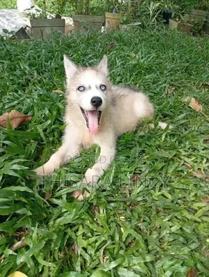 Husky Puppies