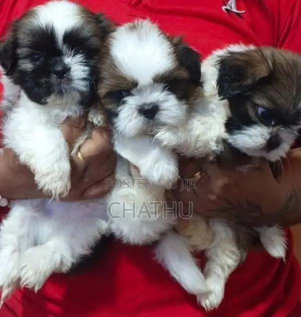 Shih Tzu Puppies