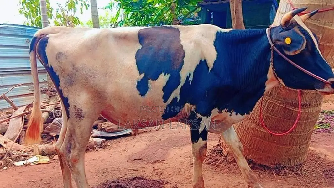Milk Cow