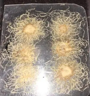 Grindal Fish Feed Worms