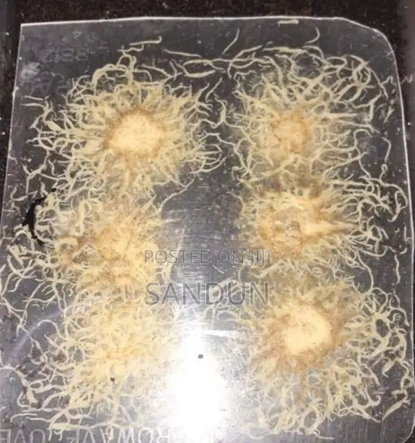 Grindal Fish Feed Worms