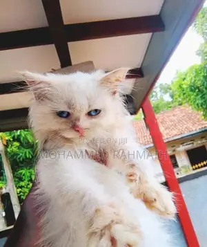 Persian Cat