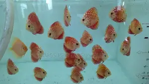 Red Panda Discus Fish