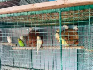 Love Birds