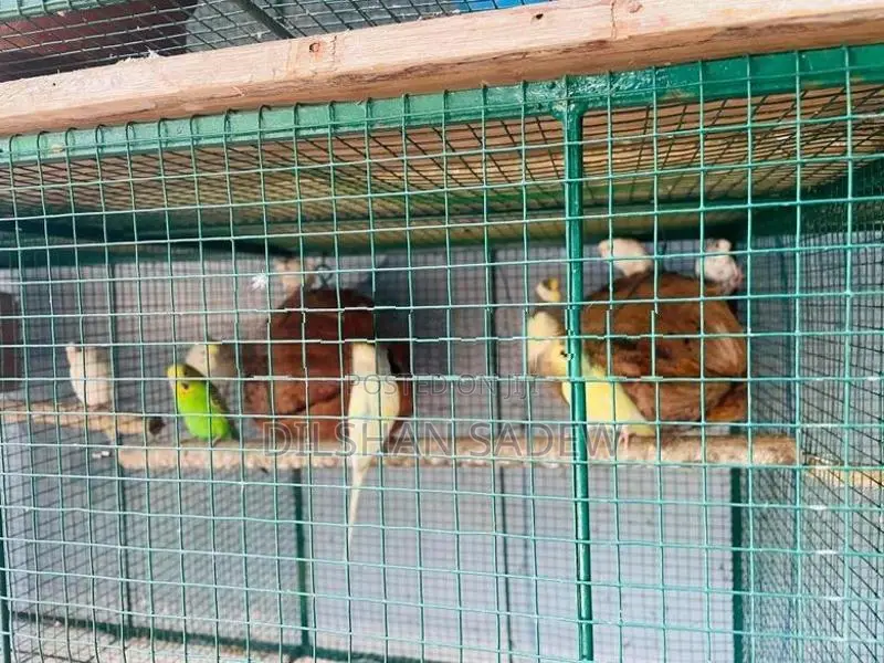 Love Birds