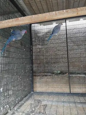 Blue Ringneck Parrots
