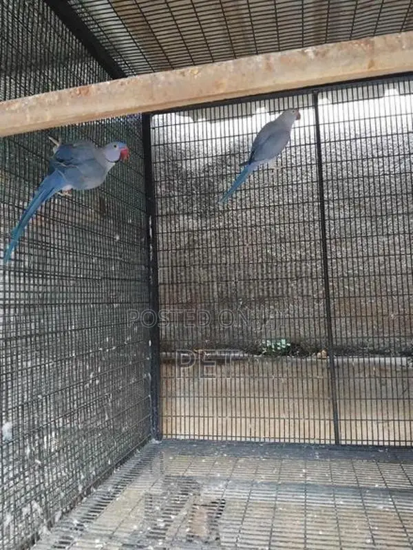 Blue Ringneck Parrots