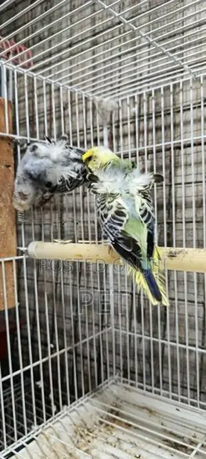 Helicopter Love Bird