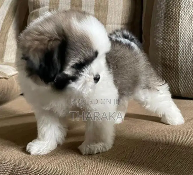 Shihtzu Female Puppy