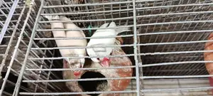 Java 12 Breeding Pairs