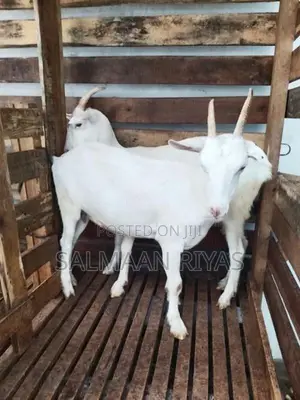 Saanen Female Goat