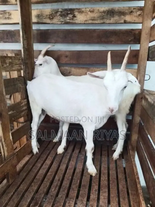 Saanen Female Goat