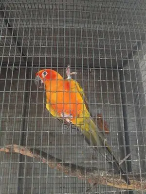 sunconya bringing pair with egg