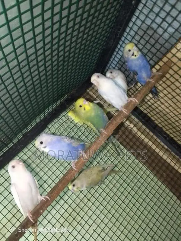 Love Birds