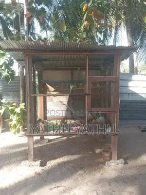Love Birds with Cage