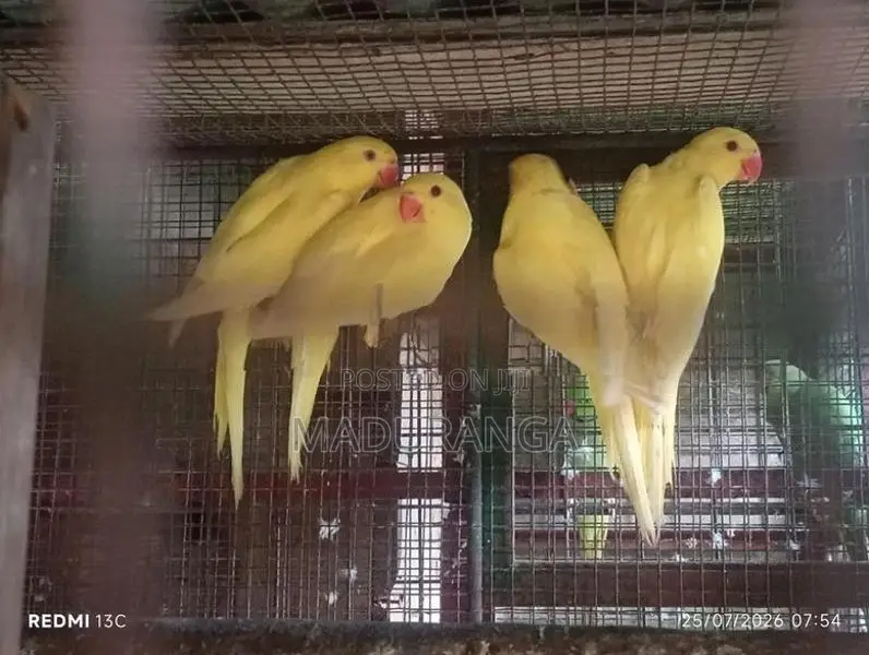 Yellow Parrot