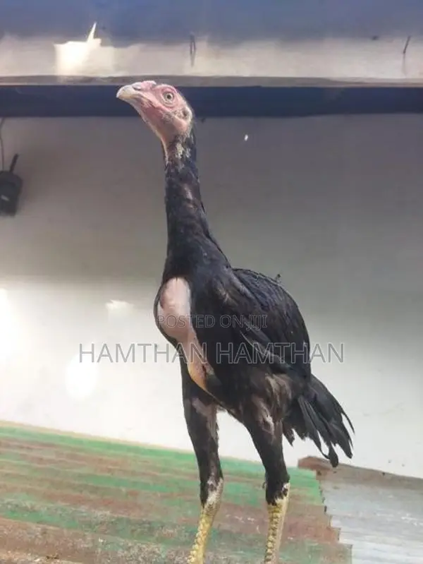 Aseel Long Tail Chicks