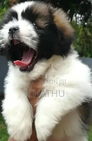 Shih Tzu Puppy