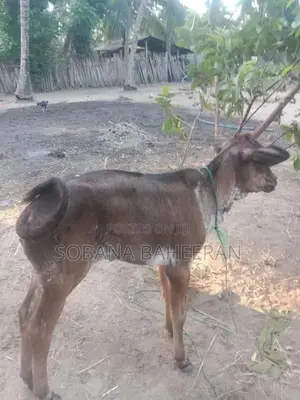 Farm Cow