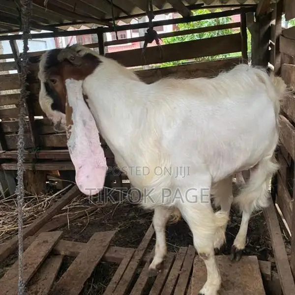 Male Goat