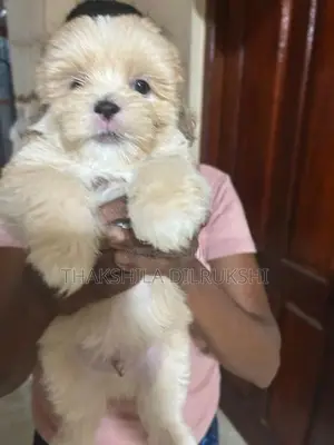 Shih Tzu Puppies